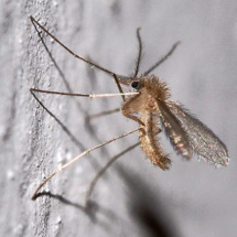 Un phlébotome Un phlébotome