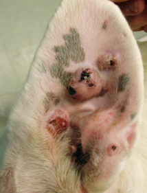 La Leishmaniose La Leishmaniose