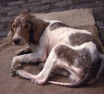 La Leishmaniose La Leishmaniose