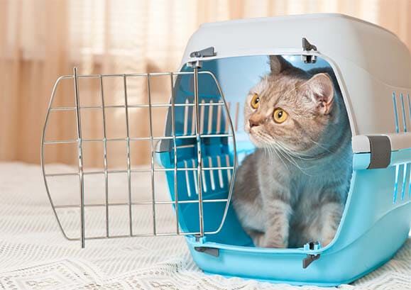 Cage de transport du chat et voiture : le médical training pour diminuer le stress du chat (et du propriétaire!)