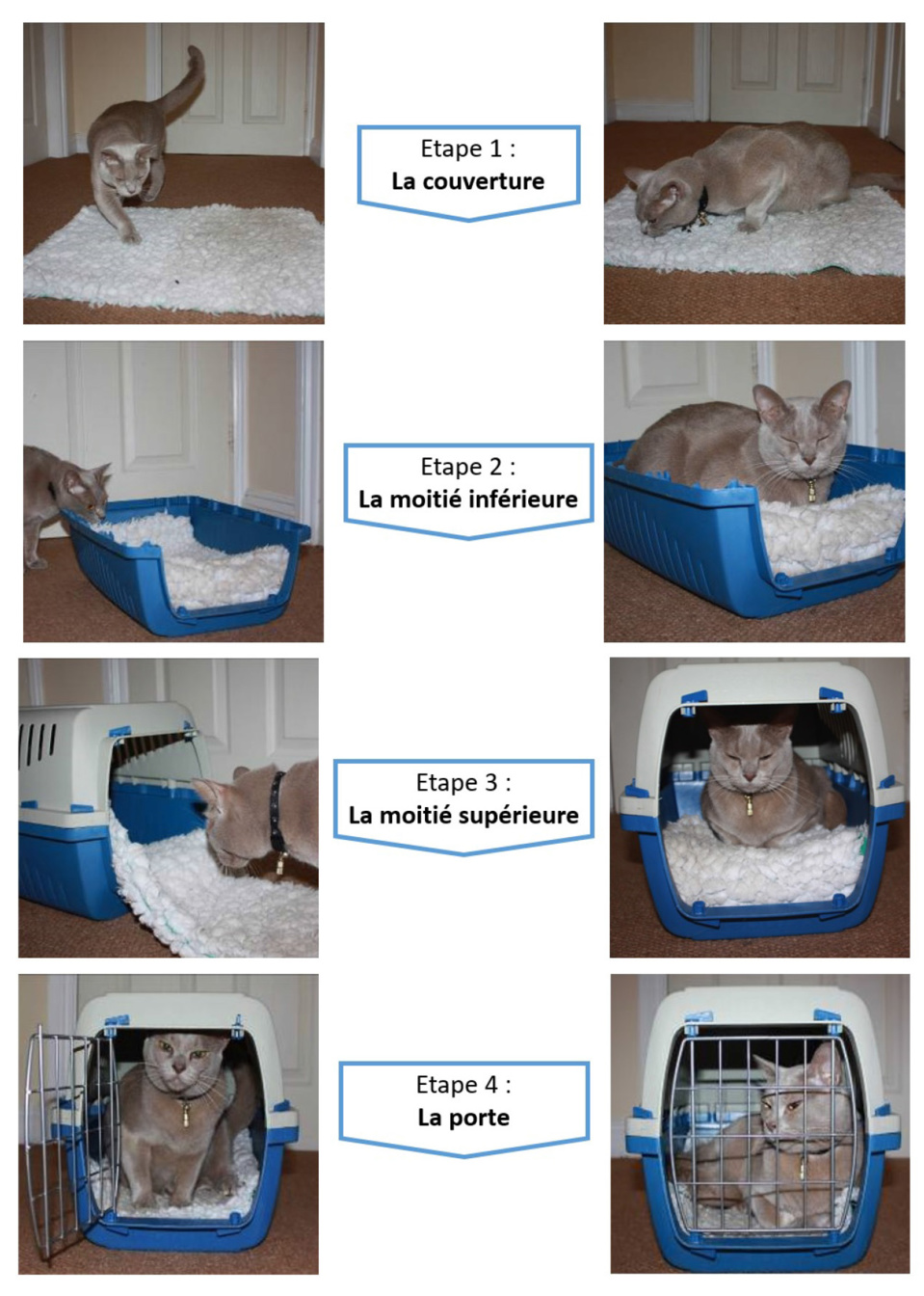 Cage de transport du chat et voiture : le médical training pour diminuer le stress du chat (et du propriétaire!)