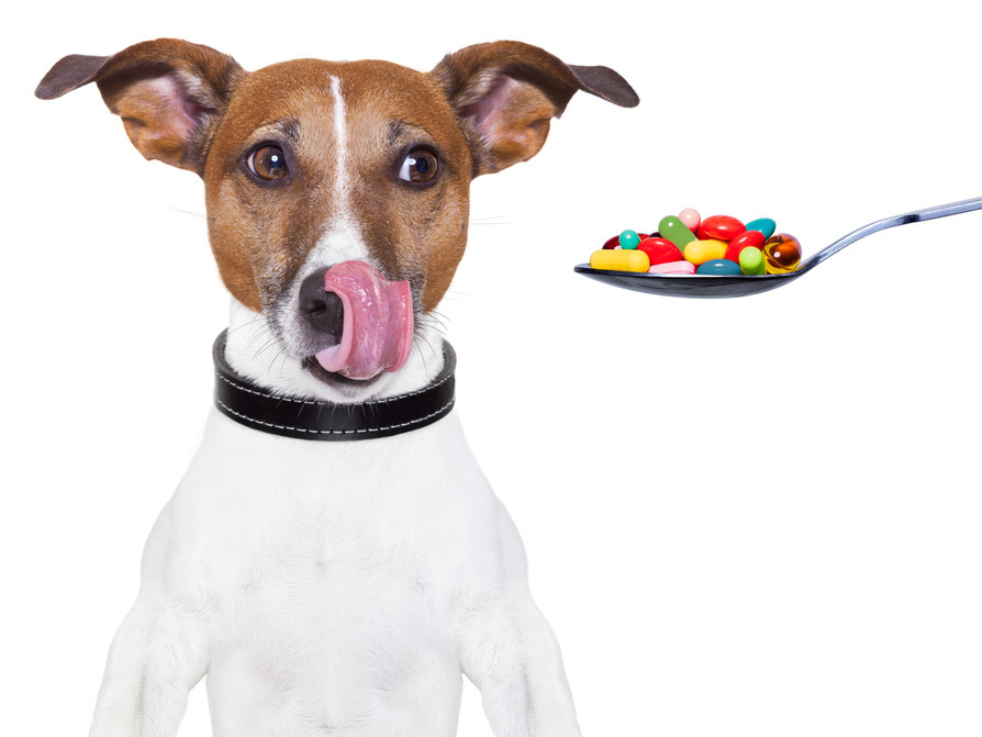 Pourquoi vermifuger son animal? Pourquoi vermifuger son animal?