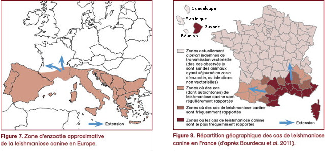 La Leishmaniose