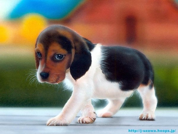 Pourquoi vermifuger son animal? Pourquoi vermifuger son animal?