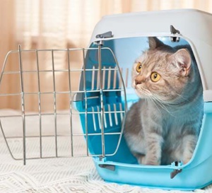 Cage de transport du chat et voiture : le médical training pour diminuer le stress du chat (et du propriétaire!)