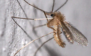 La Leishmaniose