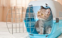 Cage de transport du chat et voiture : le médical training pour diminuer le stress du chat (et du propriétaire!)