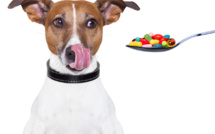 Pourquoi vermifuger son animal?